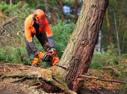 Best Storm Damage Tree Cleanup  in Teviston, CA