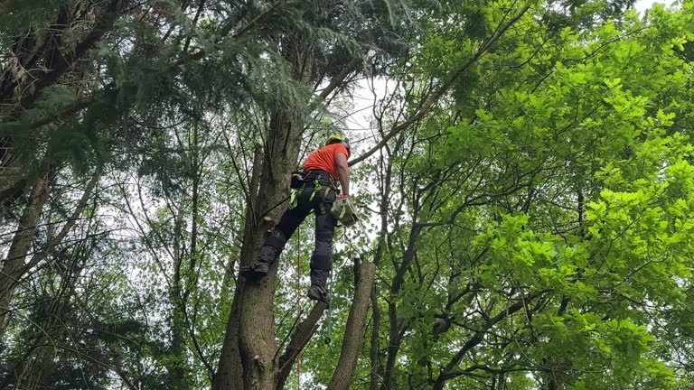 Best Hazardous Tree Removal  in Teviston, CA